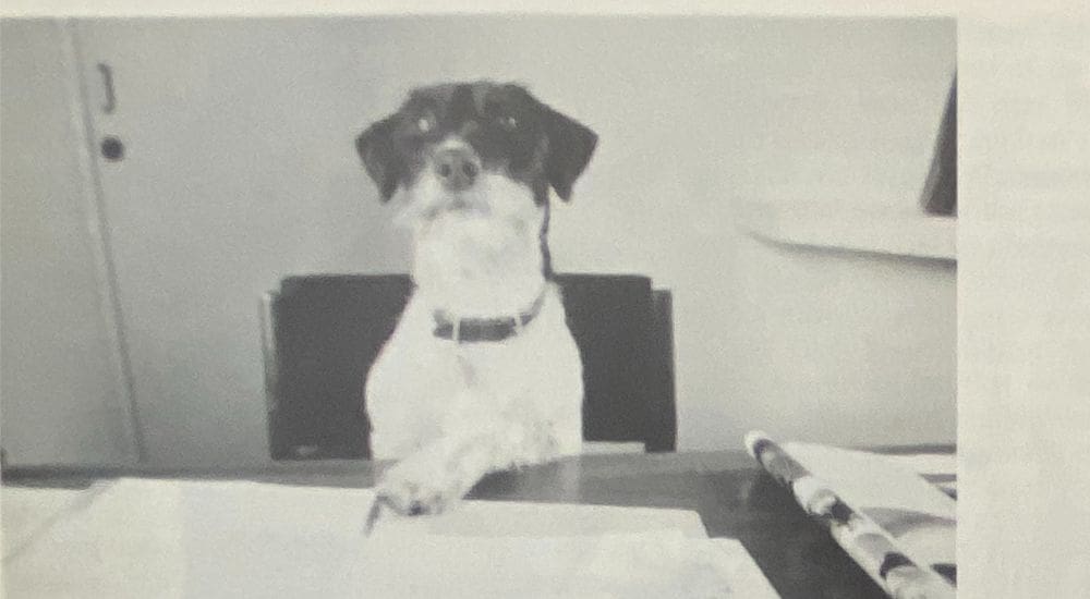 Black and white image of scruffy dog sat at table