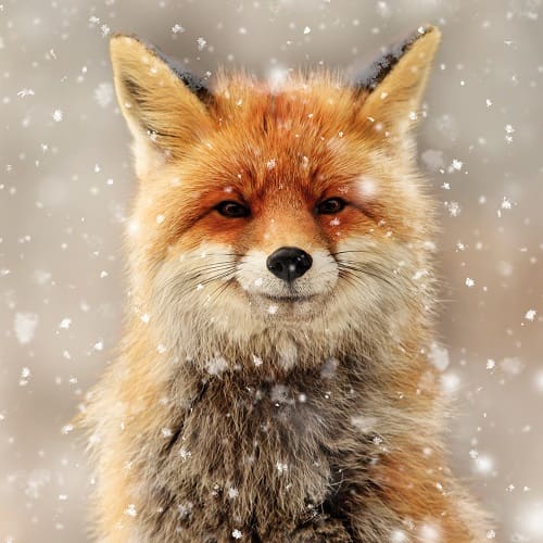 Fox in the Snow Cards – Pack of 10