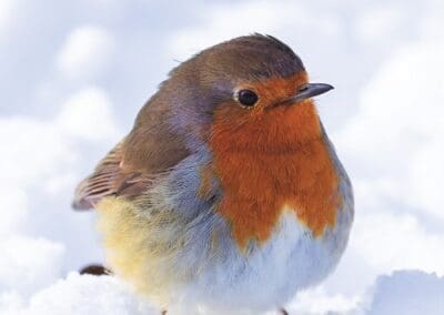 Snowy Robin Cards